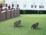 Africa 066 : Africa, Animal, Hotels and Lodges, Mammal, Travel, Victoria Falls, Victoria Falls Hotel, Warthog, Zimbabwe